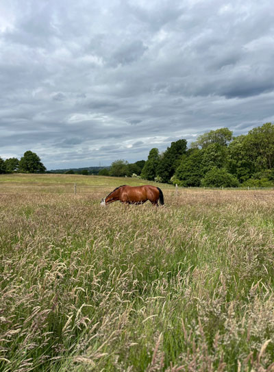 Reitstall Am Pollen